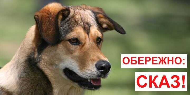 28 ВЕРЕСНЯ 2024 року –  Всесвітній день боротьби проти сказу